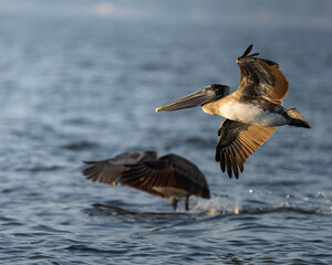 Brown pelicans flying and feeding over water in their natural habitat.