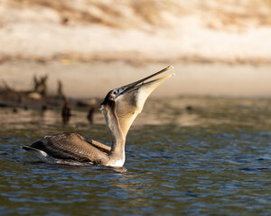 Brown pelicans flying and feeding over water in their natural habitat.