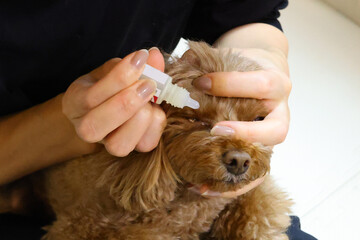 目薬をしてもらっているトイ・プードル