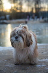 shih tzu dog walks through the snow in a park in the winter 