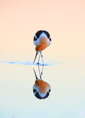 American Avocet in the Water