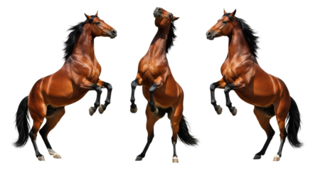 three powerfully built bay horses rearing dramatically, coats gleaming under high-contrast rim lighting, isolated on a white studio backdrop, showcasing raw equine power and athleticism