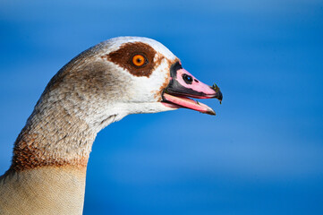 Close-up Portrait of an Egyptian Goose Head Against Blue Water Background 
