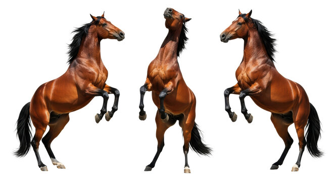 three powerfully built bay horses rearing dramatically, coats gleaming under high-contrast rim lighting, isolated on a white studio backdrop, showcasing raw equine power and athleticism
