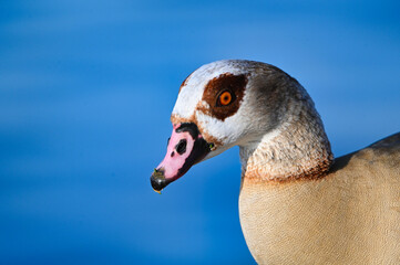 Close-up Portrait of an Egyptian Goose Head Against Blue Water Background 