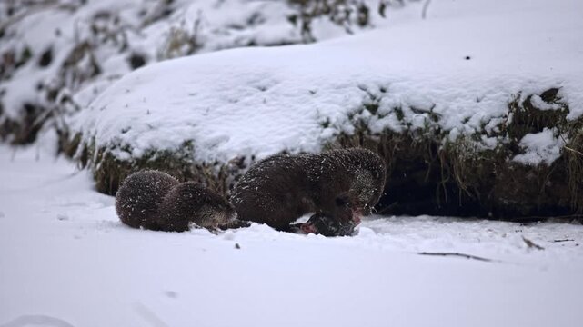 A pair of Eurasian otters (Lutra lutra) eating a fish head on the surface of a frozen river near the bank. The animals are obviously competing with each other, struggling for every piece of fish.