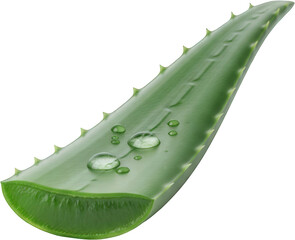 Fresh aloe vera leaf with dew drops for natural skincare