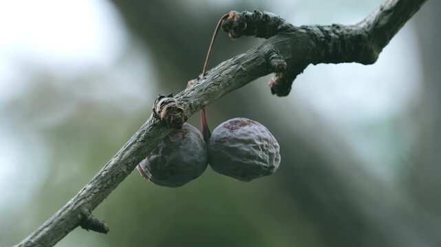 Tokyo,Japan - January 12, 2026: Dry up gingko nuts on a branch in winter