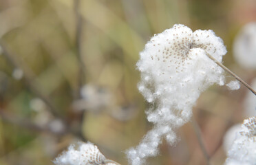 Anemone seeds on a plant during winter against a blurred background