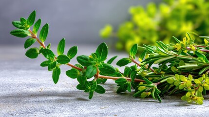 Fresh Thyme Sprigs with Green Leaves on a Light Gray Surface, Beautiful Culinary Herb for Cooking and Aromatic Uses in Home Kitchens or Gardens