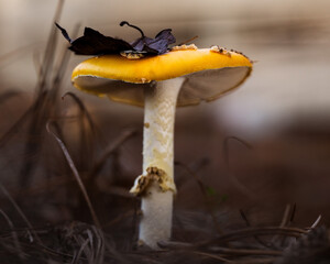 Macro close-up of wild forest mushrooms with soft natural background.