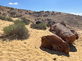 Tree trunk fossils in Makhtesh Gadol