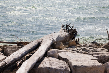 Driftwood on the beach on Pellestrina lagoon