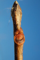 柿の木（富有柿）の冬芽と葉痕（葉の落ちた跡）　葉痕は「顔」に見える