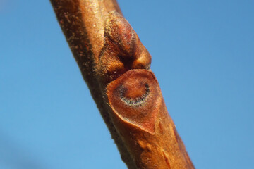 柿の木（富有柿）の冬芽と葉痕（葉の落ちた跡）　葉痕は「顔」に見える