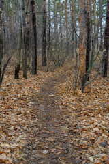 Pathway through a serene autumn forest filled with fallen leaves and tall trees
