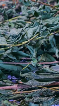 Dried cedron leaves stacked together showing natural texture herbal details and organic green tones.
