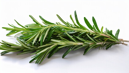 Rosemary Twigs Isolated On White Background