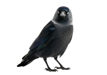 a photorealistic portrait of an alert western jackdaw displaying glossy black and ash-gray plumage with piercing white eyes on a stark white background, emphasizing scientific precision study