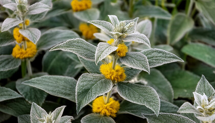 Phlomis Leucophracta Golden Janissary Is An Evergreen Shrub With An Upright Spreading Habit It Features Grey Green Leaves With A Woolly Golden Band Around The Margins
