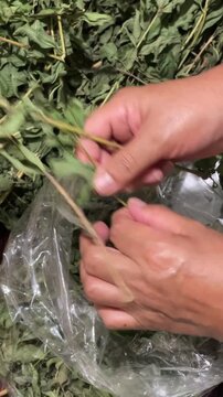 Hands removing dried leaves from aromatic cedron herb stems used for herbal tea infusion natural remedy and medicinal preparation showing traditional process.