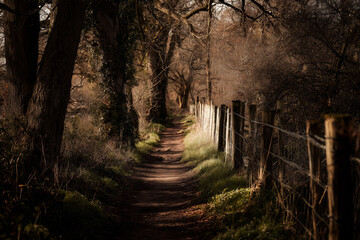 Obraz premium Scenic dirt path lined with trees and a fence in a tranquil forest setting