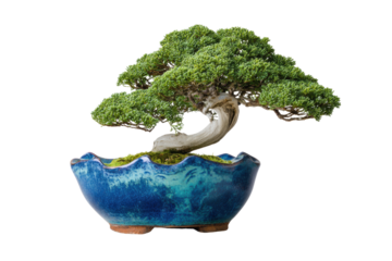 A large green bonsai tree is in a blue ceramic bowl. The bowl is sitting on a white background, png	
