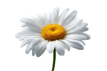 A single white flower with a yellow center. The flower is the only thing in the image. The flower is very simple and elegant, png	
