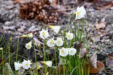 ナルキッスス・カンタブリクス（水仙）　Narcissus cantabricus