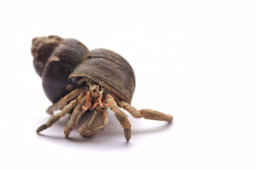 hermit crab with unique shell. hermit crab has claws and many legs. hermid crab has latin name Paguroidea