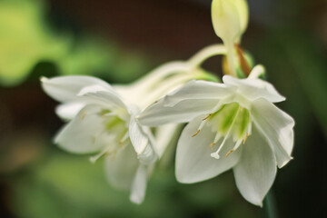 Naklejka premium amazon lily or amazon star lily flower has white petal. amazon lily flower grow and bloom in nature. amazon lily flower has botany name Eucharis amazonica from Amaryllidaceae