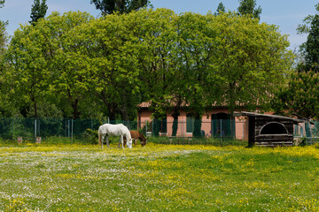 White horse and brown donkey peacefully feeding in the spring field