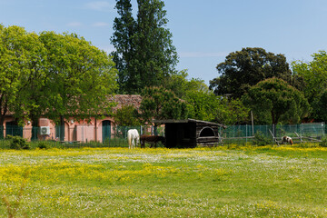 White horse and brown donkey peacefully feeding in the spring field