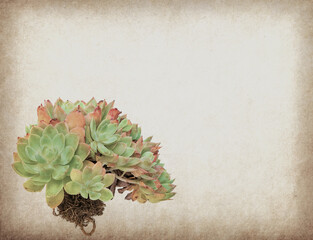 Miniature succulent on antique cracked paper texture