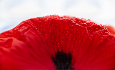 Close up of True Red Icelandic Poppy Flower Petals
