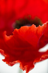 Close up of True Red Icelandic Poppy Flower Petals