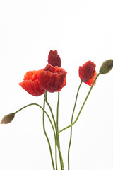 Obraz premium Close up of True Red Icelandic Poppy Flower Petals