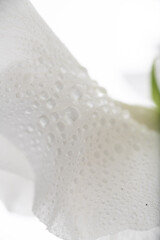 Fototapeta premium Close up of White Sweet Pea Petals 