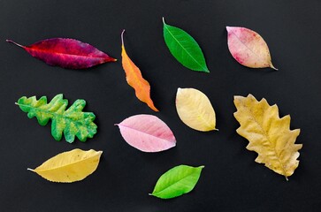 colorful autumn leaves