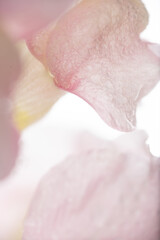 Fototapeta premium Close up of Light Pink Snapdragon Flower Petals with Water Drops