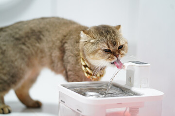Cat drinks water from pet water fountain, showcasing its playful nature and curiosity. fountain provides continuous flow of fresh water, promoting hydration and health