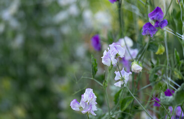 Fototapeta premium Sweet Pea Flowers Grown on Flower Farm