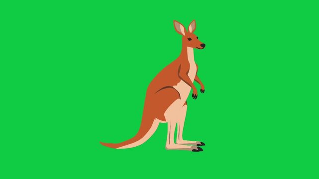2D Animated Kangaroo Icon for Australian Wildlife Theme