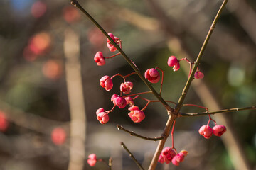 冬の林で輝くマユミの実01