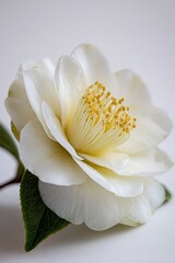 Fototapeta premium Closeup Of Delicate White Camellia Flower