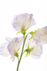 Naklejka premium Close up of White Sweet Pea Flower Petals with Light Purple Edges