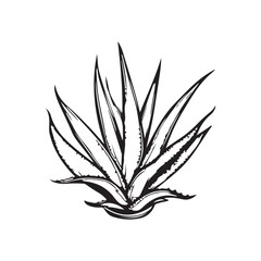 Vector illustration of an aloe vera plant with its distinctive thick, pointed leaves.