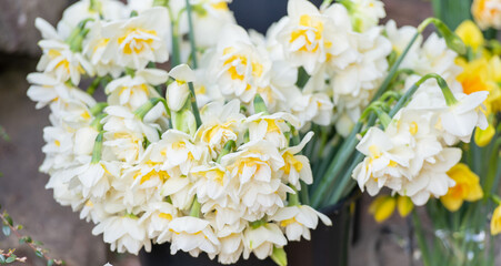 Close up of Daffodils Harvested for Sale