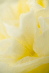 Obraz premium Close up of Creamy Flower Frozen in Ice
