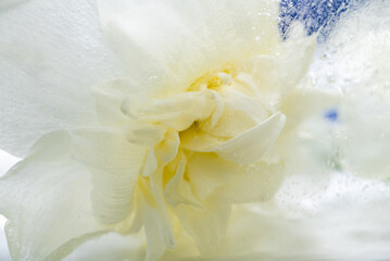 Fototapeta premium Close up of Creamy Flower Frozen in Ice